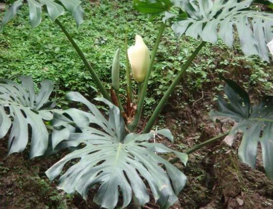 龜背竹什麼時候開花，龜背竹養殖5-6年才可開花