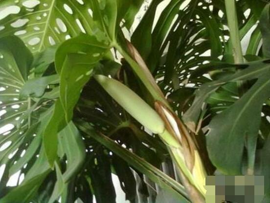 龜背竹什麼時候開花，龜背竹養殖5-6年才可開花