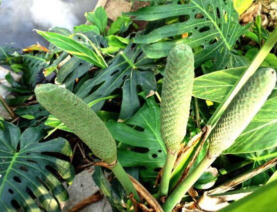 龜背竹什麼時候開花，龜背竹養殖5-6年才可開花