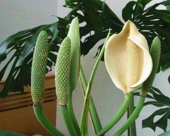 龜背竹什麼時候開花，龜背竹養殖5-6年才可開花