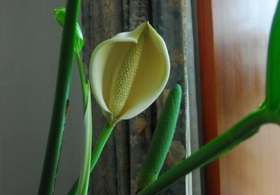 龜背竹什麼時候開花，龜背竹養殖5-6年才可開花