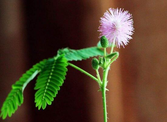 含羞草會開花嗎，含羞草什麼時候開花