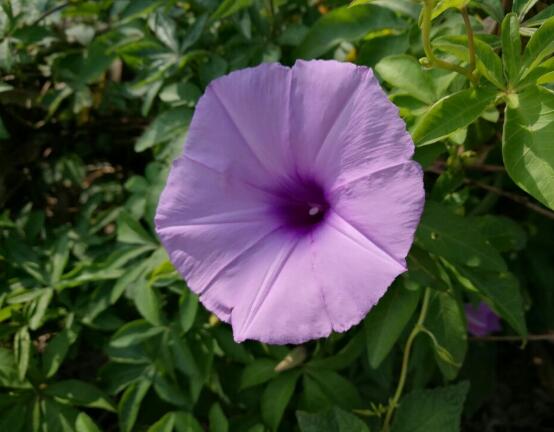 牽牛花有毒嗎,牽牛花可以在室內養嗎