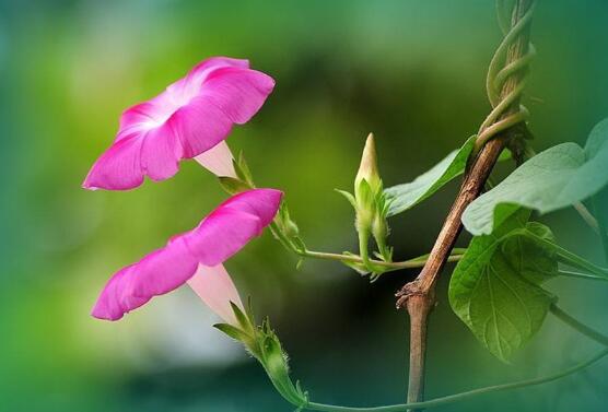 牽牛花有毒嗎,牽牛花可以在室內養嗎