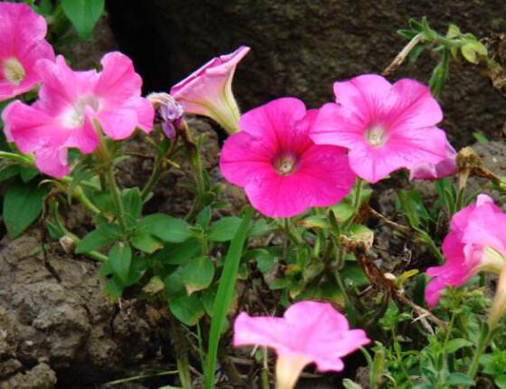 牽牛花怎麼澆水，牽牛花澆水方法
