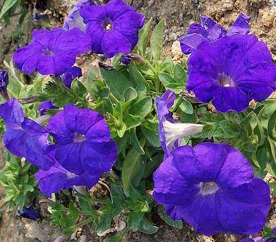 牽牛花怎麼澆水，牽牛花澆水方法
