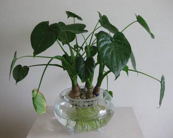 滴水觀音怎麼繁殖，滴水觀音扡插繁殖圖解