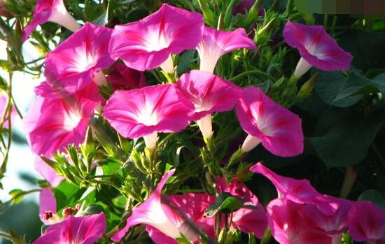 牽牛花怎麼施肥，牽牛花施肥方法