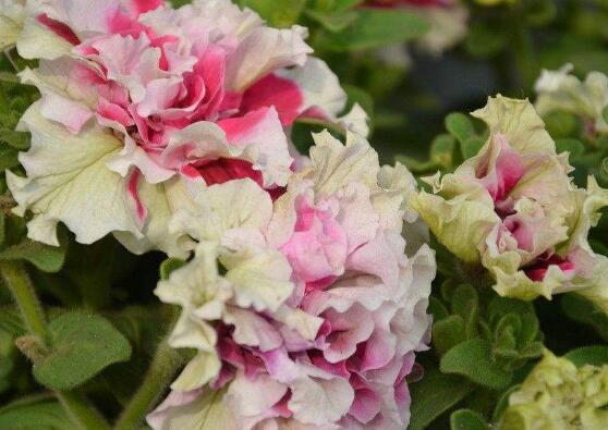 牽牛花怎麼施肥，牽牛花施肥方法