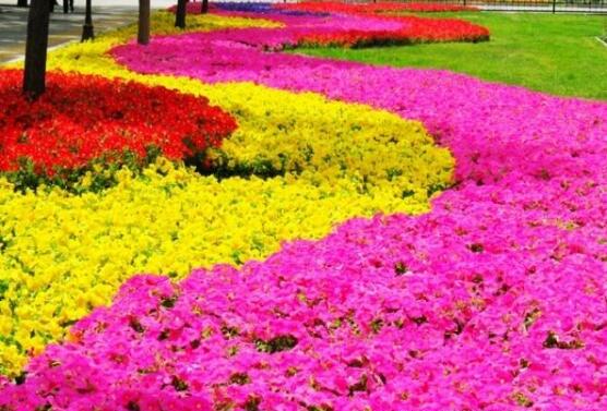 牽牛花怎麼施肥，牽牛花施肥方法