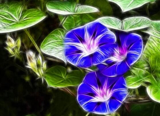 牽牛花的花語是什麼，牽牛花代表著愛情、冷靜、虛幻、愛情永固