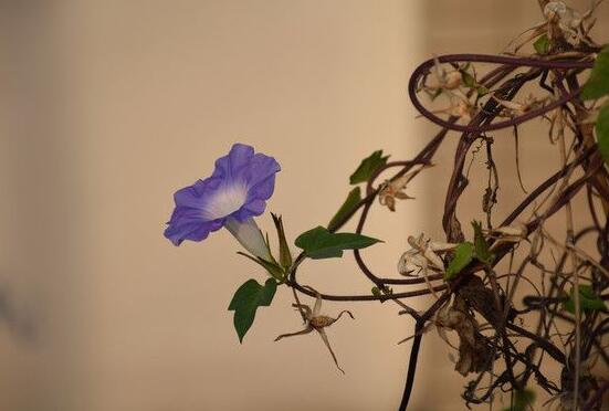 牽牛花的花語是什麼，牽牛花代表著愛情、冷靜、虛幻、愛情永固