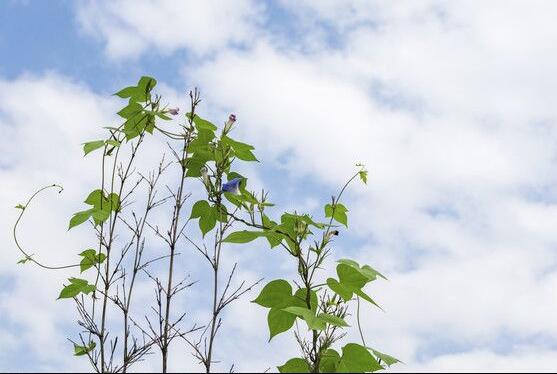 牽牛花的花語是什麼，牽牛花代表著愛情、冷靜、虛幻、愛情永固
