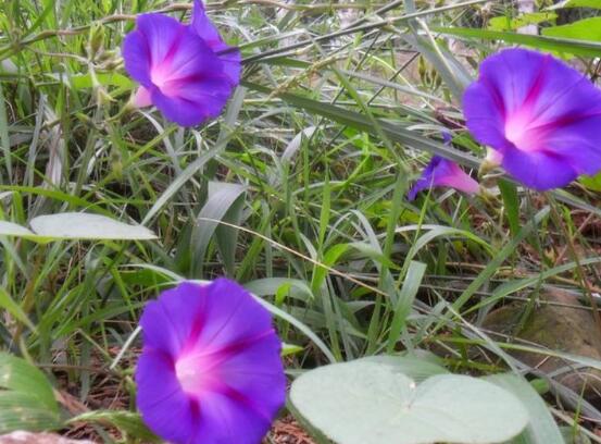 牽牛花的花語是什麼，牽牛花代表著愛情、冷靜、虛幻、愛情永固