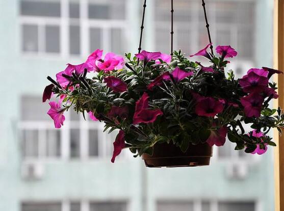 牽牛花的花語是什麼，牽牛花代表著愛情、冷靜、虛幻、愛情永固