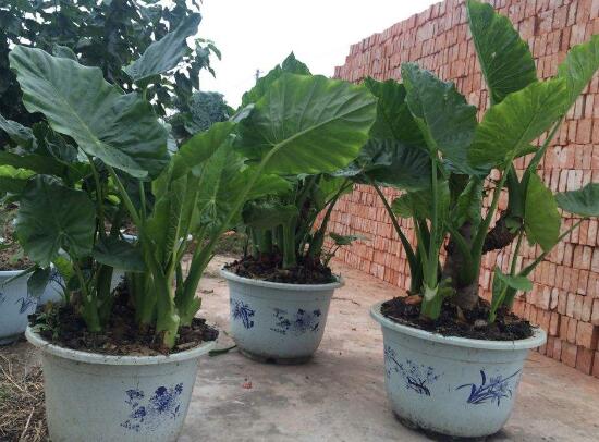 滴水觀音花語是什麼，滴水觀音開花寓意/大吉大利