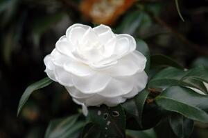 茶花用什麼肥料好，茶花的四季施肥方法