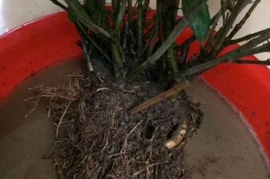 梔子花爛根還能活嗎，梔子花爛根怎麼辦