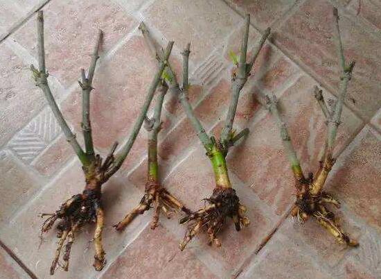 梔子花爛根還能活嗎，梔子花爛根怎麼辦