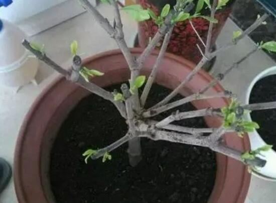 梔子花爛根還能活嗎，梔子花爛根怎麼辦