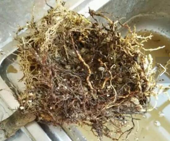 梔子花爛根還能活嗎，梔子花爛根怎麼辦