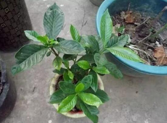 梔子花爛根還能活嗎，梔子花爛根怎麼辦