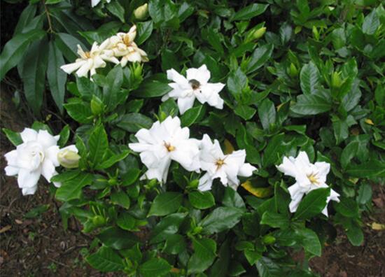 梔子花爛根還能活嗎，梔子花爛根怎麼辦