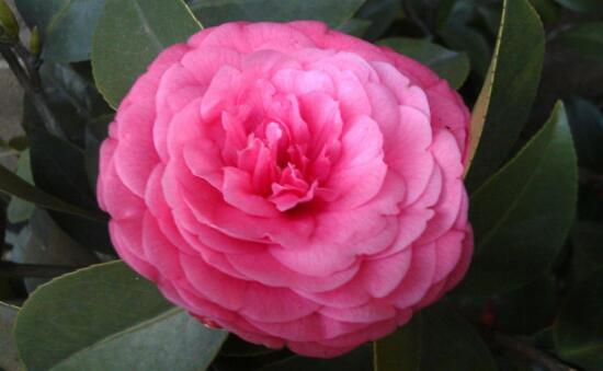 山茶花葉子發黃是什麼原因，茶花葉子發黃怎麼辦