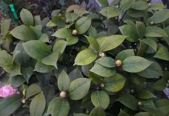 山茶花葉子發黃是什麼原因，茶花葉子發黃怎麼辦