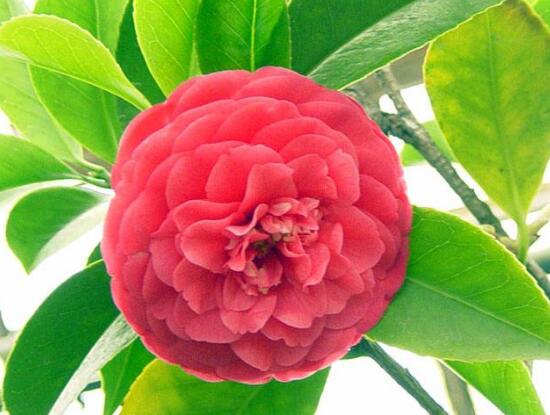 山茶花葉子發黃是什麼原因，茶花葉子發黃怎麼辦