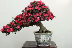 <b>茶花怎麼修剪，茶花的修剪方法圖解</b>