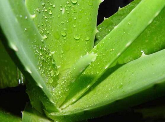 蘆薈怎麼施肥,蘆薈施肥方法