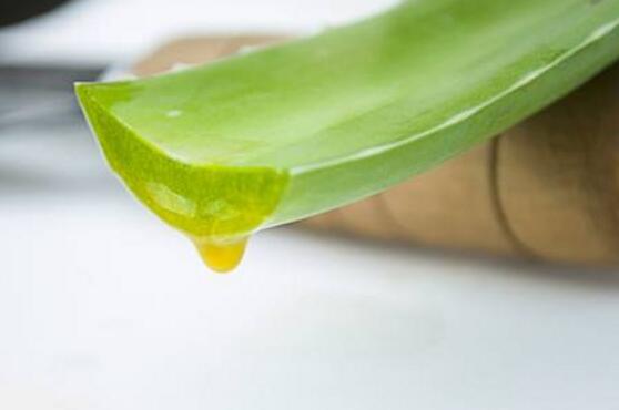 蘆薈有毒嗎，蘆薈可以放在臥室嗎