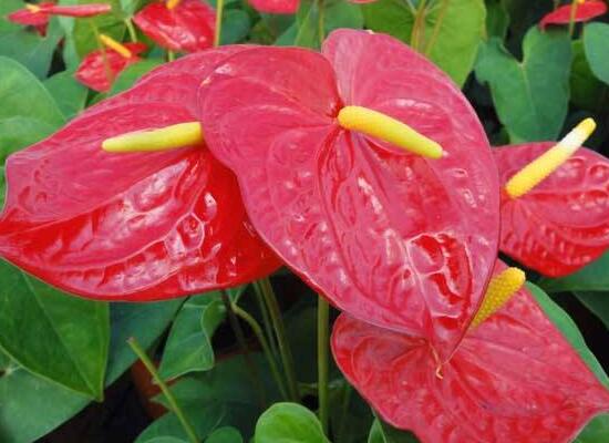 紅掌什麼時候開花，紅掌不開花怎麼辦