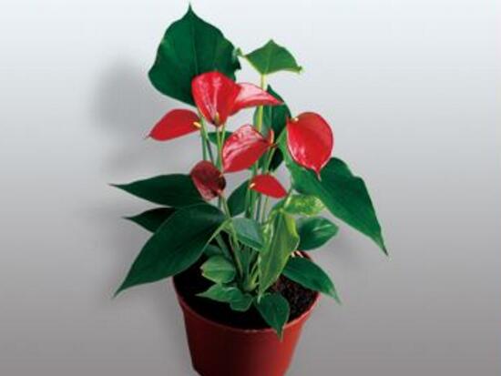 紅掌什麼時候開花，紅掌不開花怎麼辦