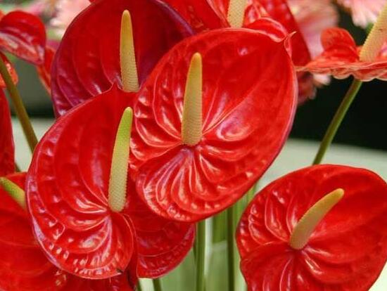 紅掌什麼時候開花，紅掌不開花怎麼辦