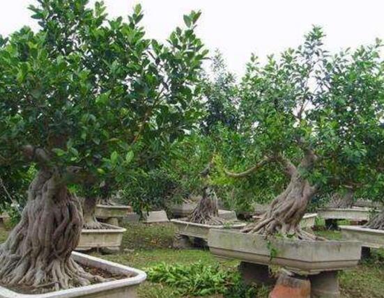 榕樹爛根怎麼辦，榕樹爛根解決辦法