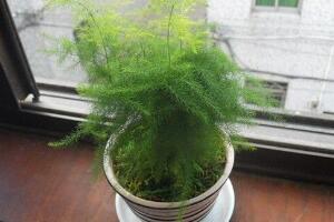 文竹多久澆次水，文竹怎麼澆水