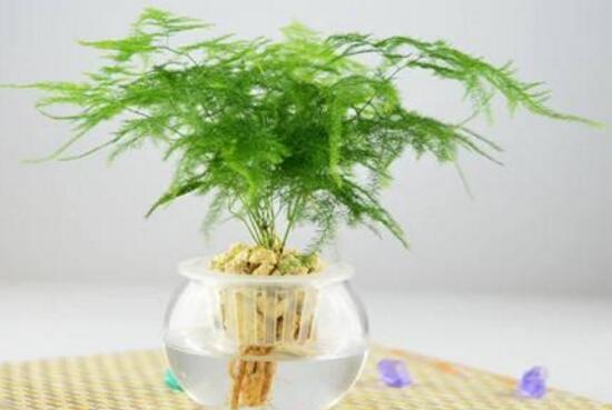 文竹多久澆次水，文竹怎麼澆水