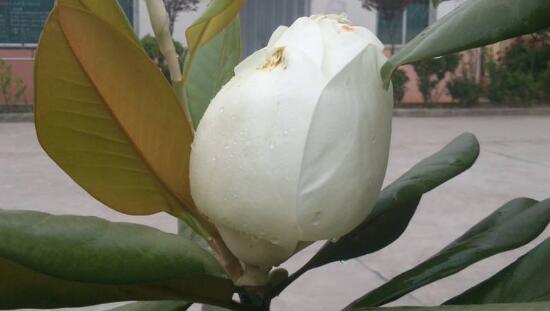 橡皮樹的花語是什麼，橡皮樹開花的寓意