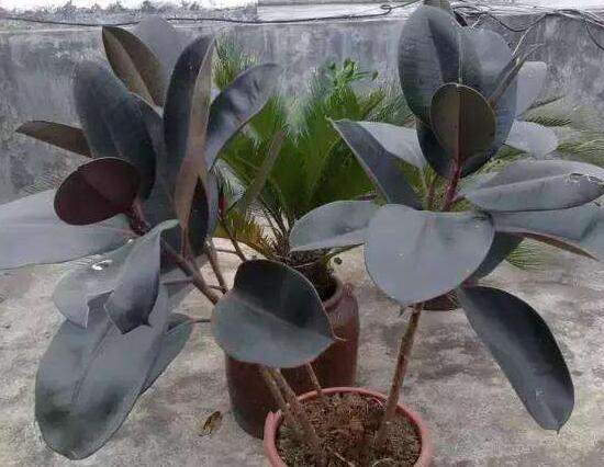 橡皮樹爛根什麼原因，橡皮樹爛根怎麼辦