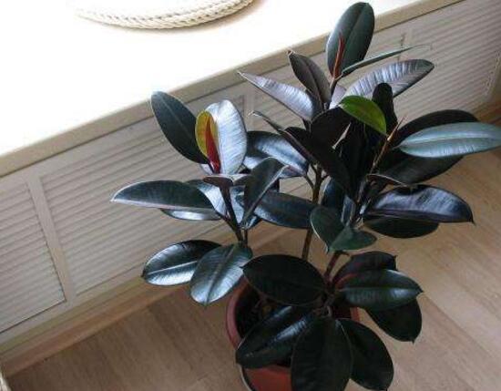 橡皮樹多久澆次水，橡皮樹怎麼澆水