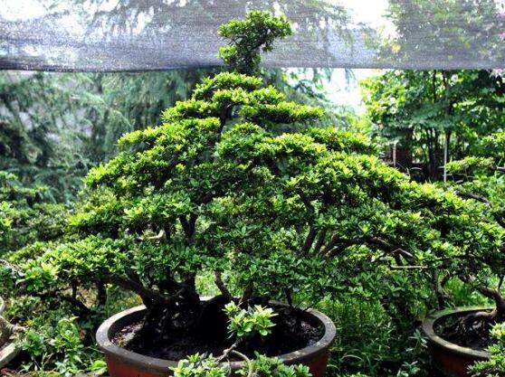 榕樹怎麼澆水，榕樹澆水方法