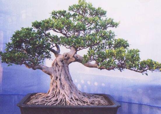 榕樹怎麼施肥,榕樹施肥方法