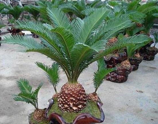 鐵樹怎麼繁殖,鐵樹四大繁殖方法