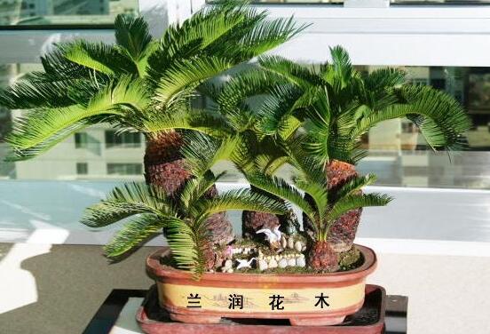 鐵樹怎麼澆水,鐵樹澆水方法