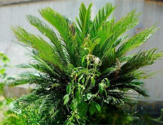 鐵樹施什麼肥料好,鐵樹施氮磷鉀複合肥最好