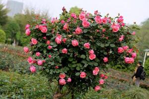 <b>月季花怎麼修剪，月季花的修剪方法</b>