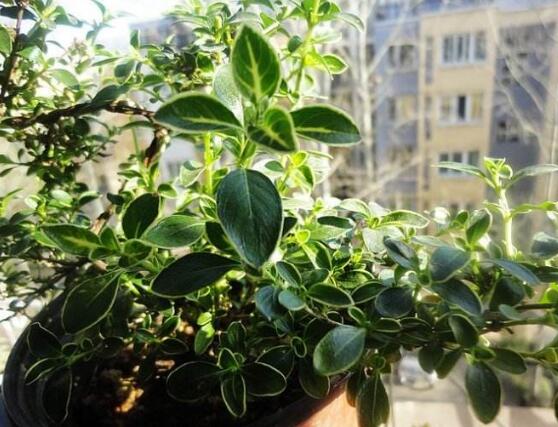 六月雪怎麼修剪圖解，六月雪修剪方法