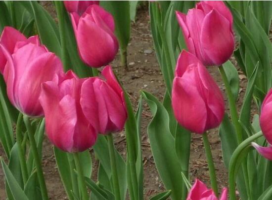 鬱金香什麼時候開花，鬱金香花期多長時間